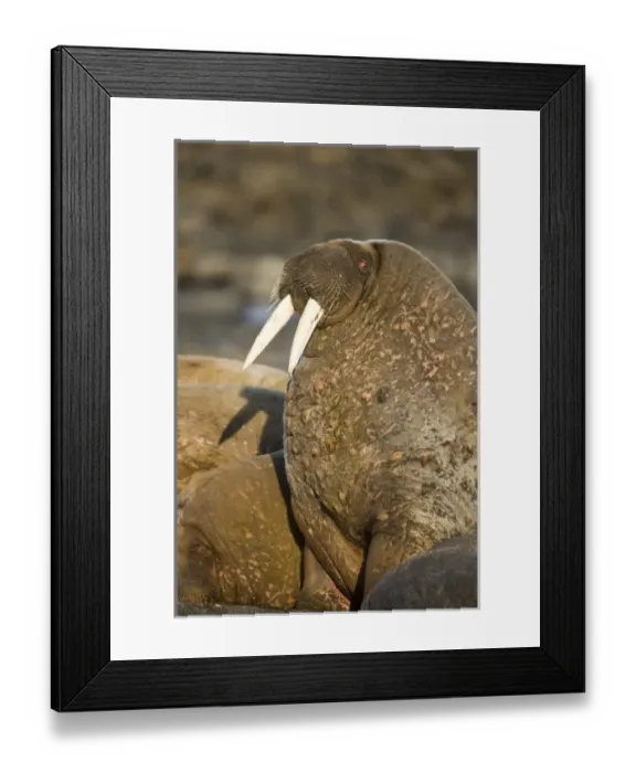 Framed Print : Norway, Svalbard, Tiholmane Islands, Walrus (Odobenus rosmarus) resting in colony Framed Print : Norway, Svalbard, Tiholmane Islands, Walrus (Odobenus rosmarus) resting in colony