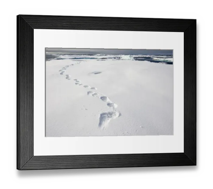 Framed Print : Norway, Svalbard, Spitsbergen Island, Tracks from Polar Bear (Ursus maritimus) left Framed Print : Norway, Svalbard, Spitsbergen Island, Tracks from Polar Bear (Ursus maritimus) left