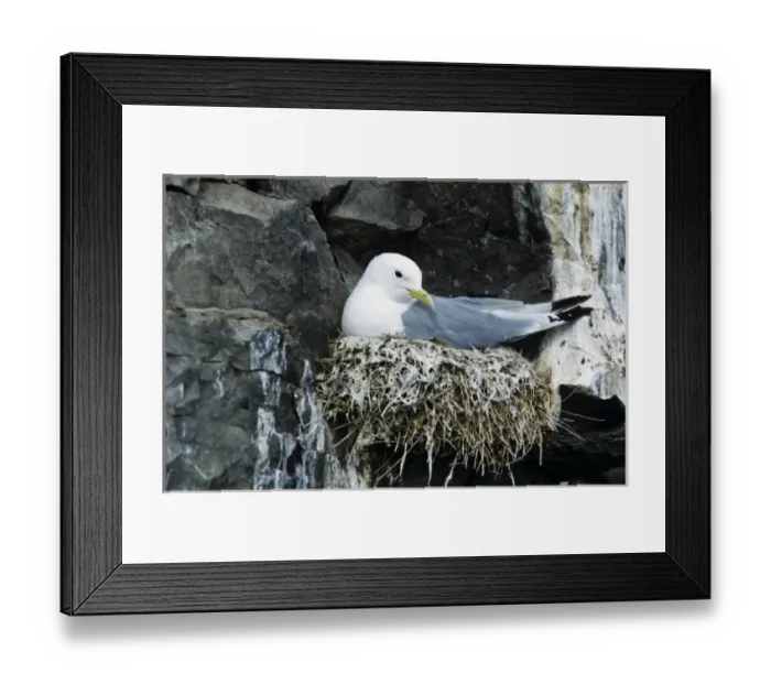 Framed Print : aBlack-legged Kittiwake, Rissa tridactyla, dult on nest, Ekkeroy, Norway Framed Print : aBlack-legged Kittiwake, Rissa tridactyla, dult on nest, Ekkeroy, Norway