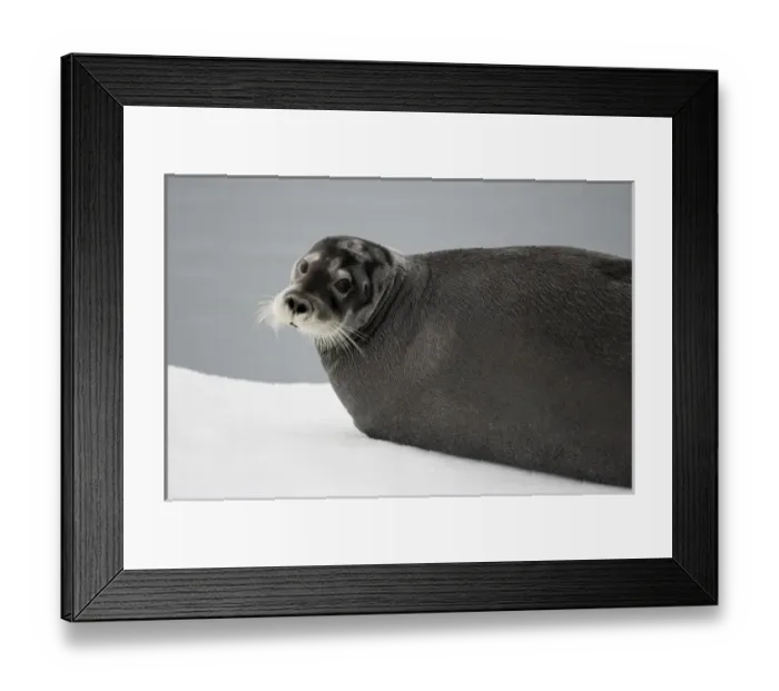 Framed Print : Norway, Svalbard, Tiholmane Islands, Bearded Seal (Erignathus barbatus) resting Framed Print : Norway, Svalbard, Tiholmane Islands, Bearded Seal (Erignathus barbatus) resting