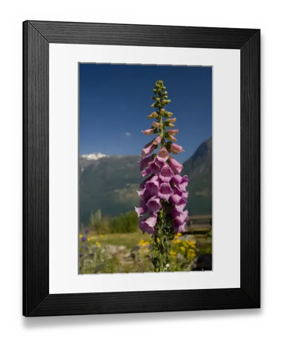 Framed Print : Norway, Geirangerfjord District. Jostedalsbreen National Park. Foxglove Framed Print : Norway, Geirangerfjord District. Jostedalsbreen National Park. Foxglove