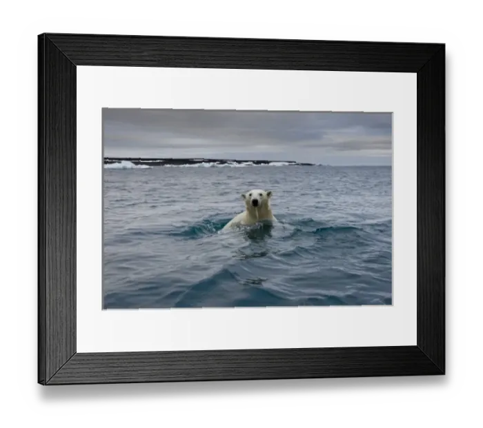 Framed Print : Norway, Svalbard, Polar Bear (Ursus maritimus) swimming near Half Moon Island Framed Print : Norway, Svalbard, Polar Bear (Ursus maritimus) swimming near Half Moon Island