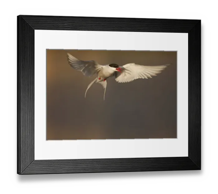 Framed Print : Europe, Norway