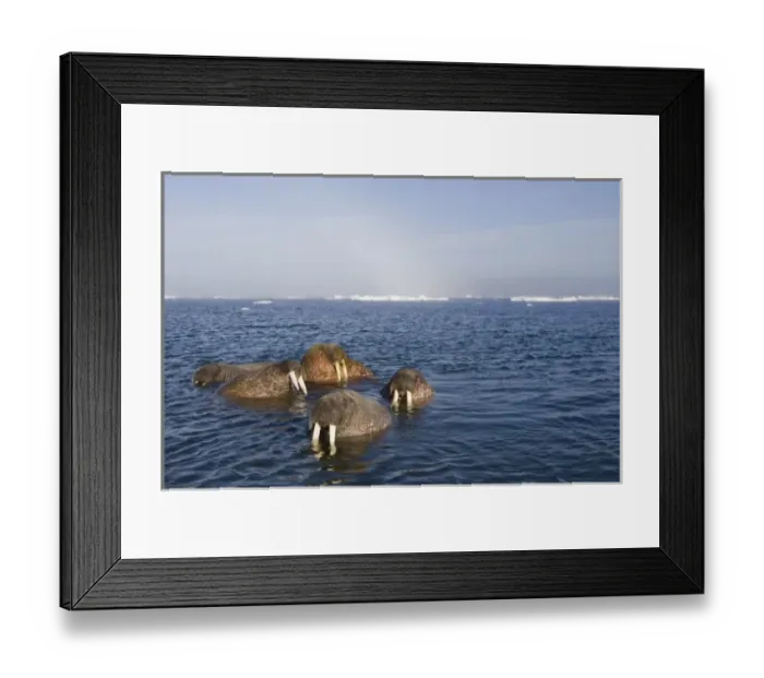 Framed Print : Norway, Svalbard, Tiholmane Islands, Group of Walrus (Odobenus rosmarus) swimming