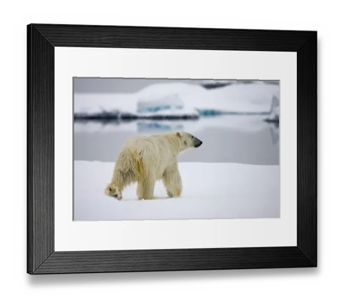 Framed Print : Norway, Svalbard, Spitsbergen Island, Polar Bear (Ursus maritimus) walking on iceberg