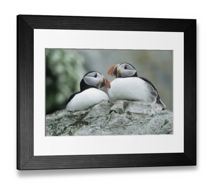 Framed Print : Atlantic Puffin, Fratercula arctica, pair, Hornoya Nature Reserve, Vardo, Norway