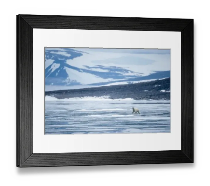 Framed Print : Norway, Svalbard, Nordaustlandet, Polar Bear (Ursus maritimus) walking on fjord ice Framed Print : Norway, Svalbard, Nordaustlandet, Polar Bear (Ursus maritimus) walking on fjord ice