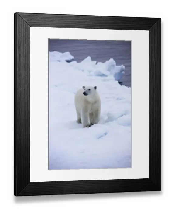 Framed Print : Norway, Svalbard, Polar Bear (Ursus maritimus) walking on melting iceberg near Half