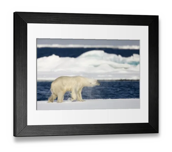 Framed Print : Norway, Svalbard, Spitsbergen Island, Polar Bear (Ursus maritimus) shakes off sea