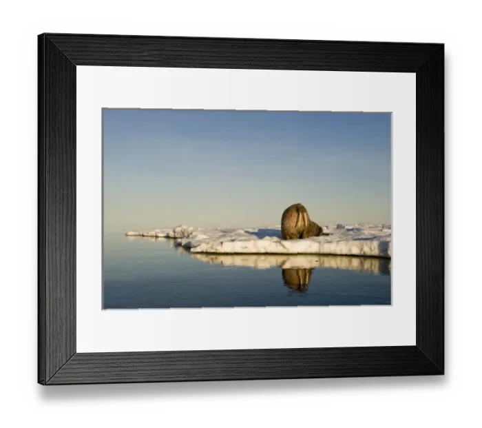 Framed Print : Norway, Svalbard, Edgeoya Island, Walrus (Odobenus rosmarus) on sea ice near Kapp Framed Print : Norway, Svalbard, Edgeoya Island, Walrus (Odobenus rosmarus) on sea ice near Kapp