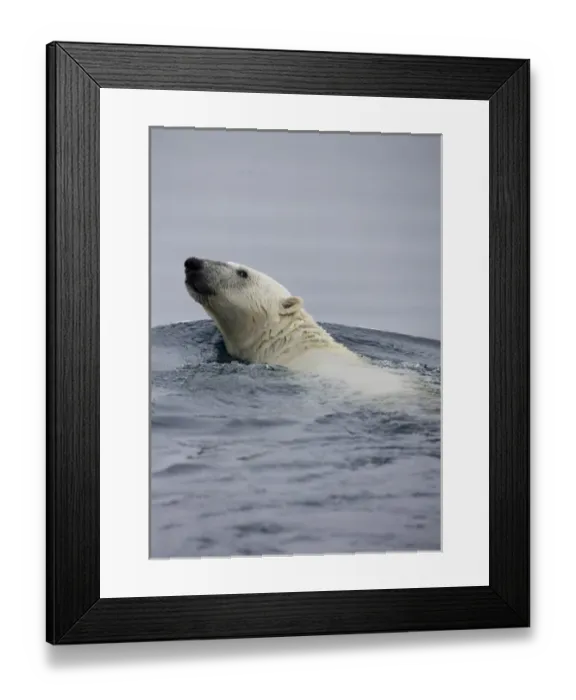 Framed Print : Norway, Svalbard, Spitsbergen Island, Polar Bear (Ursus maritimus) swimming along