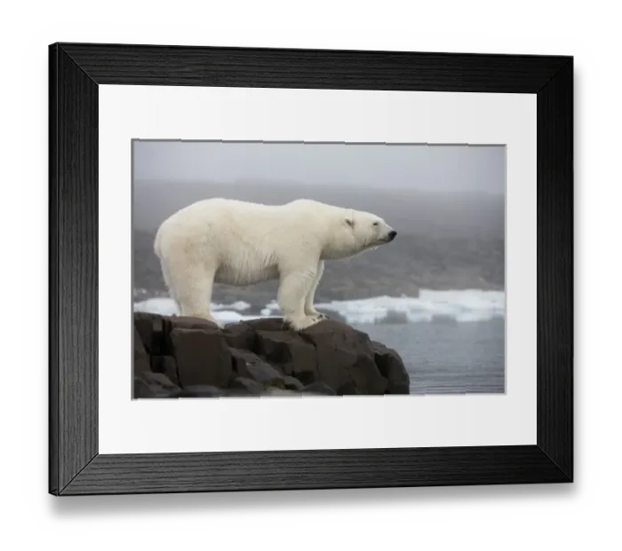 Framed Print : Norway, Svalbard, Polar Bear (Ursus maritimus) standing along coast of Malmgren Island Framed Print : Norway, Svalbard, Polar Bear (Ursus maritimus) standing along coast of Malmgren Island