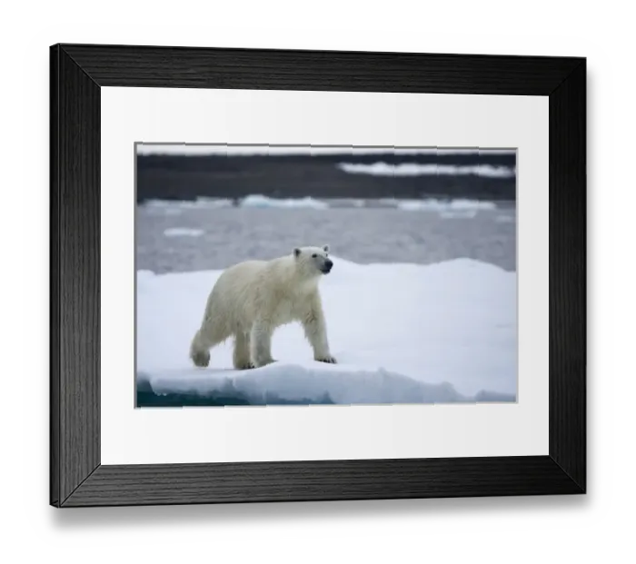 Framed Print : Norway, Svalbard, Polar Bear (Ursus maritimus) standing on iceberg after swimming Framed Print : Norway, Svalbard, Polar Bear (Ursus maritimus) standing on iceberg after swimming