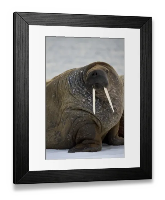 Framed Print : Norway, Svalbard, Edgeoya Island, Walrus (Odobenus rosmarus) resting on iceberg in Framed Print : Norway, Svalbard, Edgeoya Island, Walrus (Odobenus rosmarus) resting on iceberg in