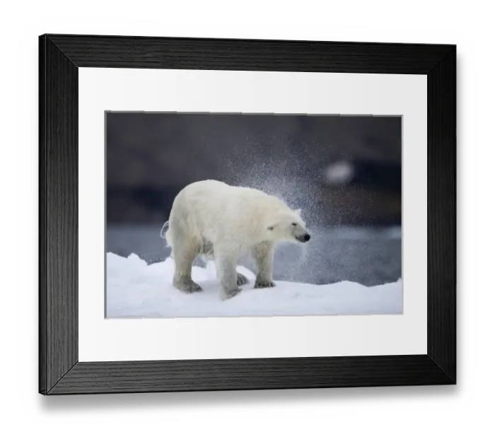 Framed Print : Norway, Svalbard, Polar Bear (Ursus maritimus) shakes off water after climbing onto Framed Print : Norway, Svalbard, Polar Bear (Ursus maritimus) shakes off water after climbing onto