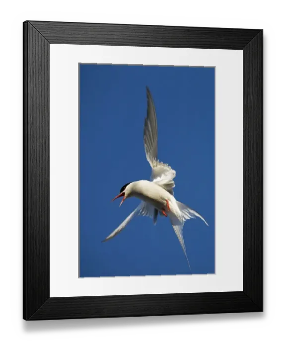 Framed Print : Norway, Svalbard, Spitsbergen Island, Arctic Tern (Sterna paradisaea) fluttering