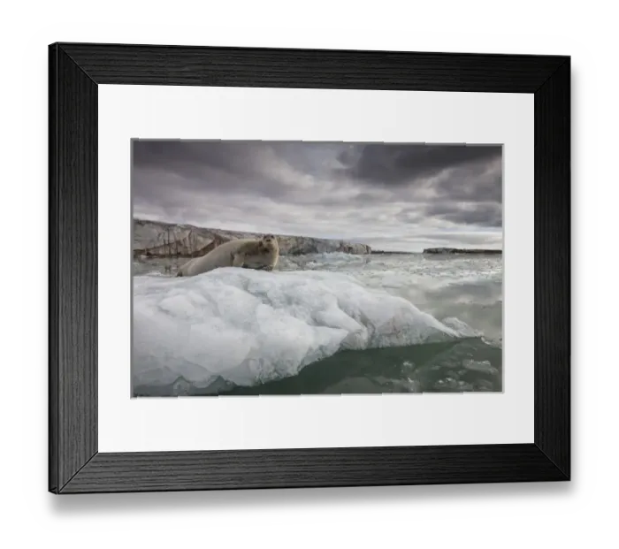 Framed Print : Norway, Svalbard, Spitsbergen Island, Portrait of Bearded Seal (Erignathus barbatus) Framed Print : Norway, Svalbard, Spitsbergen Island, Portrait of Bearded Seal (Erignathus barbatus)