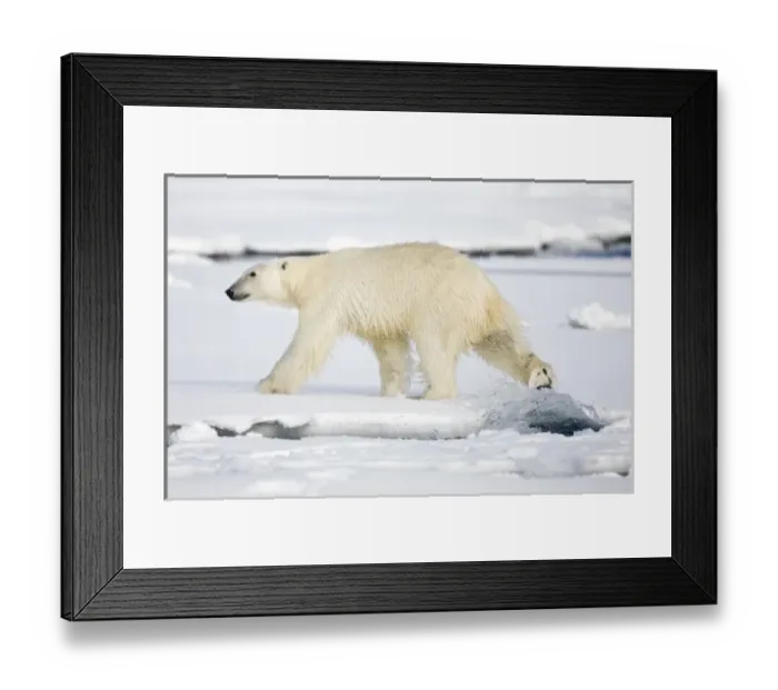 Framed Print : Norway, Svalbard, Spitsbergen Island, Polar Bear (Ursus maritimus) walking on snow-covered