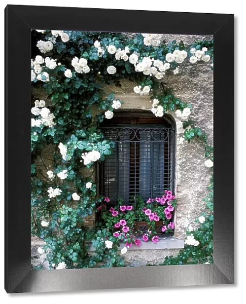 Europe, Italy, Asolo. Flowers growing around window
