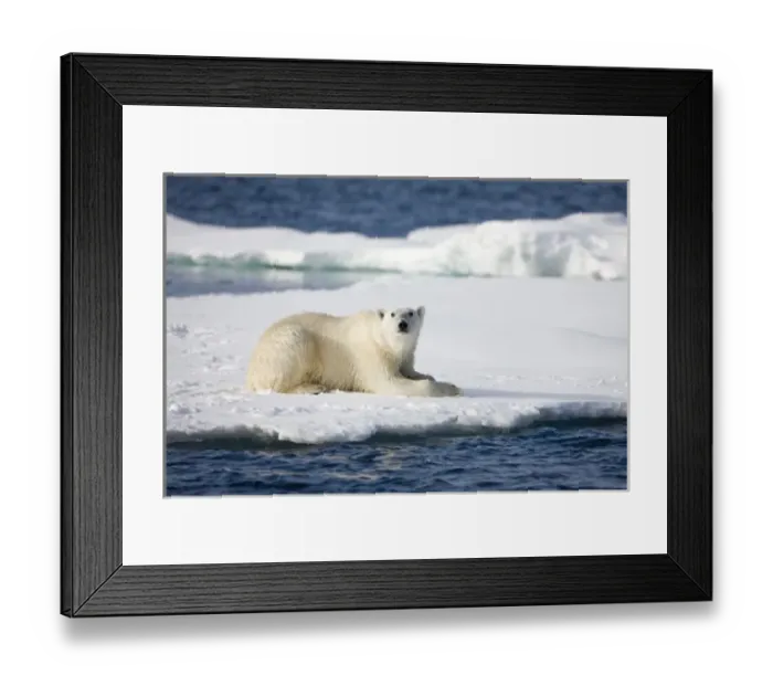 Framed Print : Norway, Svalbard, Spitsbergen Island, Polar Bear (Ursus maritimus) resting on snow-covered Framed Print : Norway, Svalbard, Spitsbergen Island, Polar Bear (Ursus maritimus) resting on snow-covered
