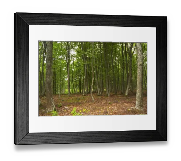 Framed Print : Europe, Sweden Framed Print : Europe, Sweden