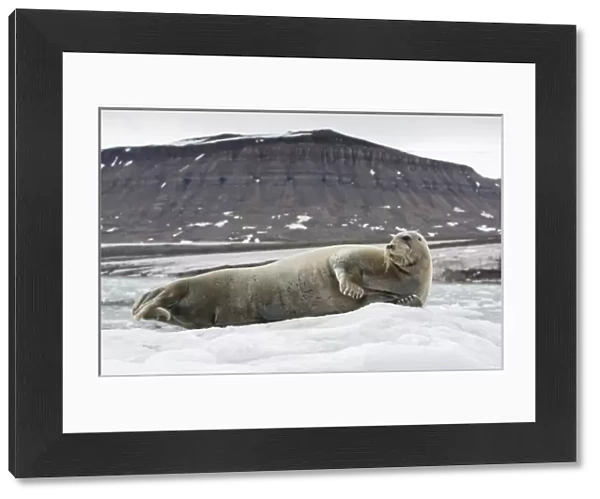 Norway, Svalbard, Spitsbergen, Bearded Seal (Erignathus barbatus) on iceberg