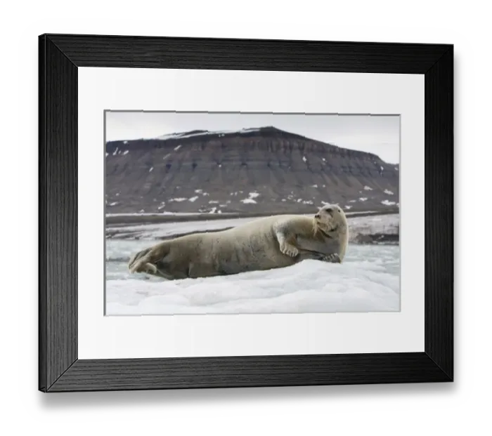 Framed Print : Norway, Svalbard, Spitsbergen, Bearded Seal (Erignathus barbatus) on iceberg Framed Print : Norway, Svalbard, Spitsbergen, Bearded Seal (Erignathus barbatus) on iceberg