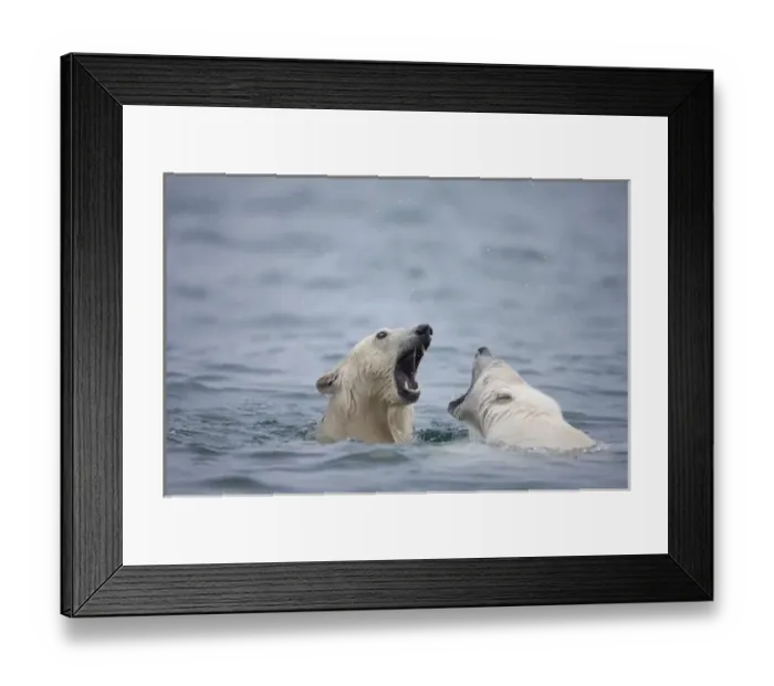 Framed Print : Norway, Svalbard, Spitsbergen Island, Polar Bears (Ursus maritimus) play fighting Framed Print : Norway, Svalbard, Spitsbergen Island, Polar Bears (Ursus maritimus) play fighting