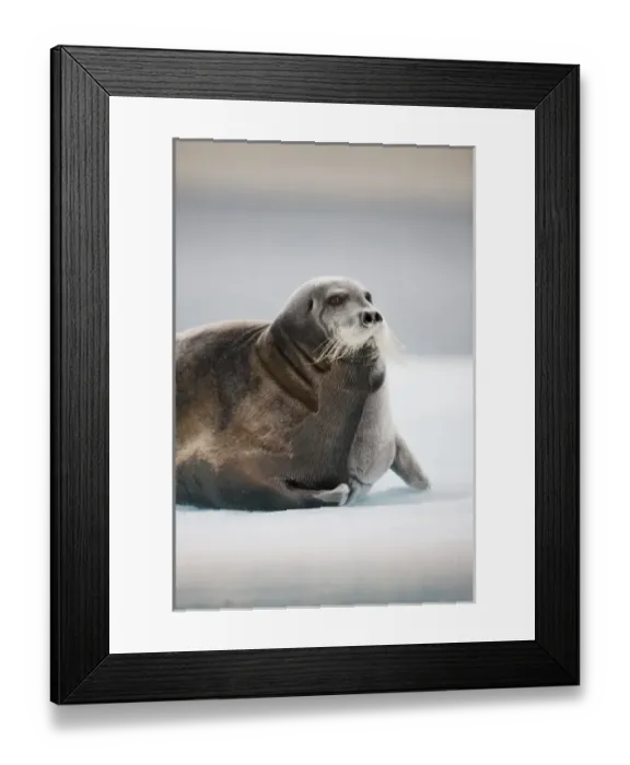 Framed Print : Norway, Svalbard, Nordaustlandet, Bearded Seal (Erignathus barbatus) resting on pan Framed Print : Norway, Svalbard, Nordaustlandet, Bearded Seal (Erignathus barbatus) resting on pan