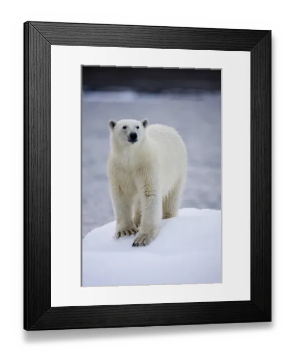 Framed Print : Norway, Svalbard, Polar Bear (Ursus maritimus) walking on iceberg near Half Moon
