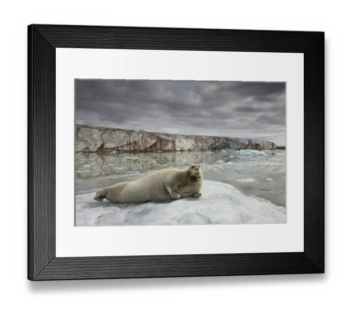 Framed Print : Norway, Svalbard, Spitsbergen Island, Bearded Seal (Erignathus barbatus) resting