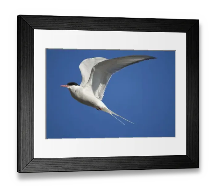 Framed Print : Norway, Svalbard, Tusenoyane Islands, Arctic Tern (Sterna paradisaea) fluttering