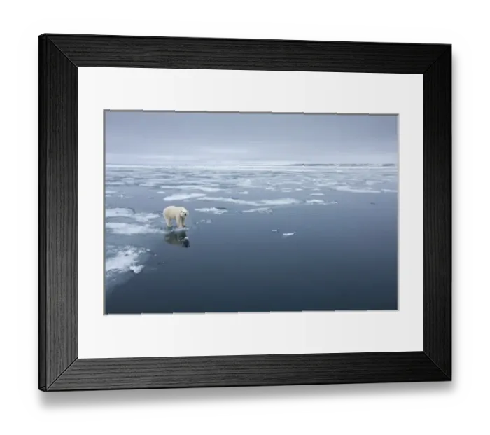Framed Print : Norway, Svalbard, Nordaustlandet, Polar Bear (Ursus maritimus) standing at edge of Framed Print : Norway, Svalbard, Nordaustlandet, Polar Bear (Ursus maritimus) standing at edge of