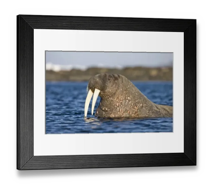 Framed Print : Norway, Svalbard, Tiholmane Islands, Walrus (Odobenus rosmarus) swimming toward shore Framed Print : Norway, Svalbard, Tiholmane Islands, Walrus (Odobenus rosmarus) swimming toward shore