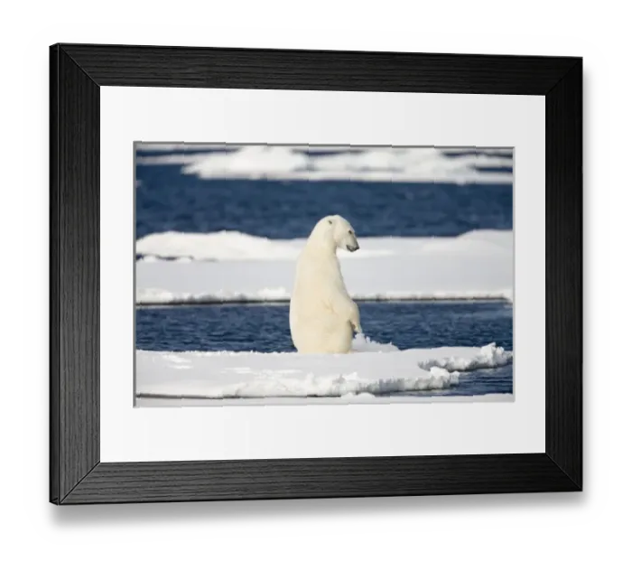Framed Print : Norway, Svalbard, Spitsbergen Island, Polar Bear (Ursus maritimus) sitting upright