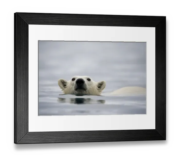 Framed Print : Norway, Svalbard, Polar Bear (Ursus maritimus) swimming near Half Moon Island Framed Print : Norway, Svalbard, Polar Bear (Ursus maritimus) swimming near Half Moon Island