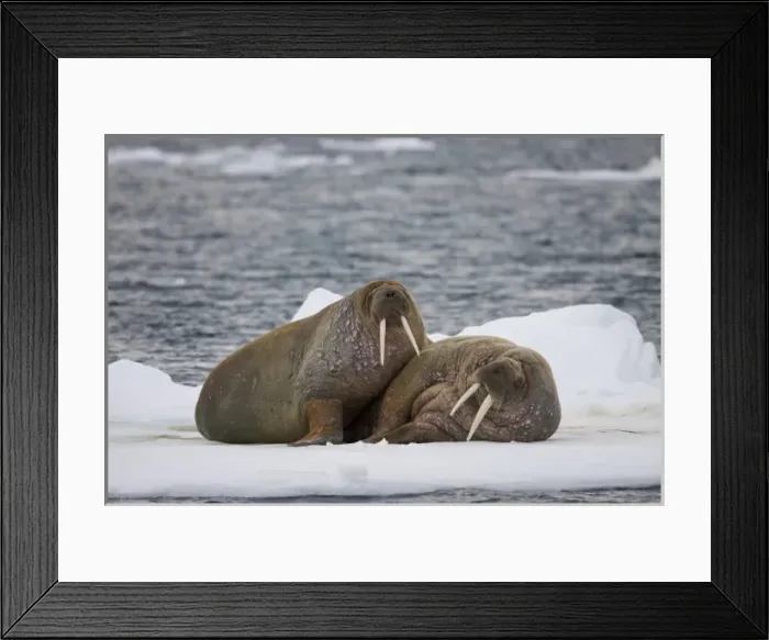 Framed Print : Norway, Svalbard, Edgeoya Island, Walrus (Odobenus rosmarus) resting together Framed Print : Norway, Svalbard, Edgeoya Island, Walrus (Odobenus rosmarus) resting together