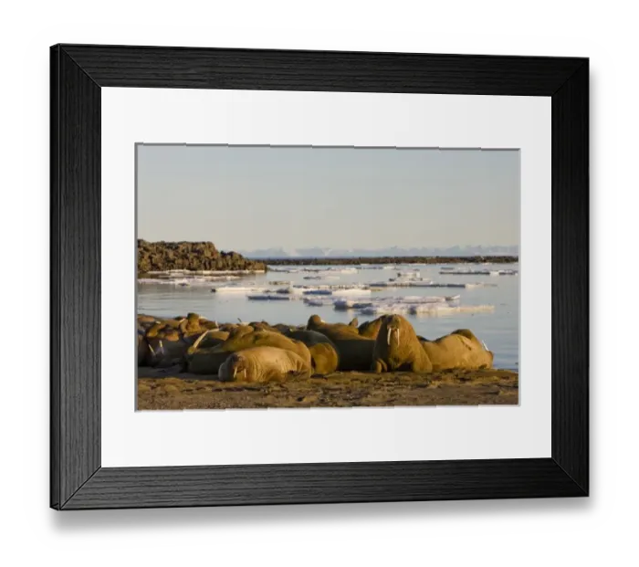 Framed Print : Norway, Svalbard, Edgeoya Island, Walrus (Odobenus rosmarus) haul out on coastline Framed Print : Norway, Svalbard, Edgeoya Island, Walrus (Odobenus rosmarus) haul out on coastline
