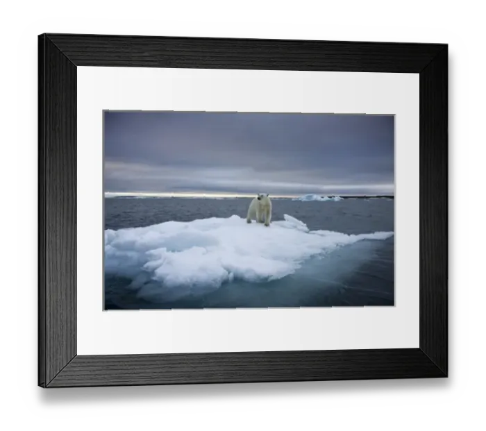 Framed Print : Norway, Svalbard, Polar Bear (Ursus maritimus) standing on iceberg after swimming