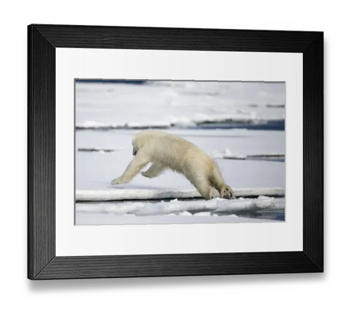 Framed Print : Norway, Svalbard, Spitsbergen Island, Polar Bear (Ursus maritimus) leaping between Framed Print : Norway, Svalbard, Spitsbergen Island, Polar Bear (Ursus maritimus) leaping between