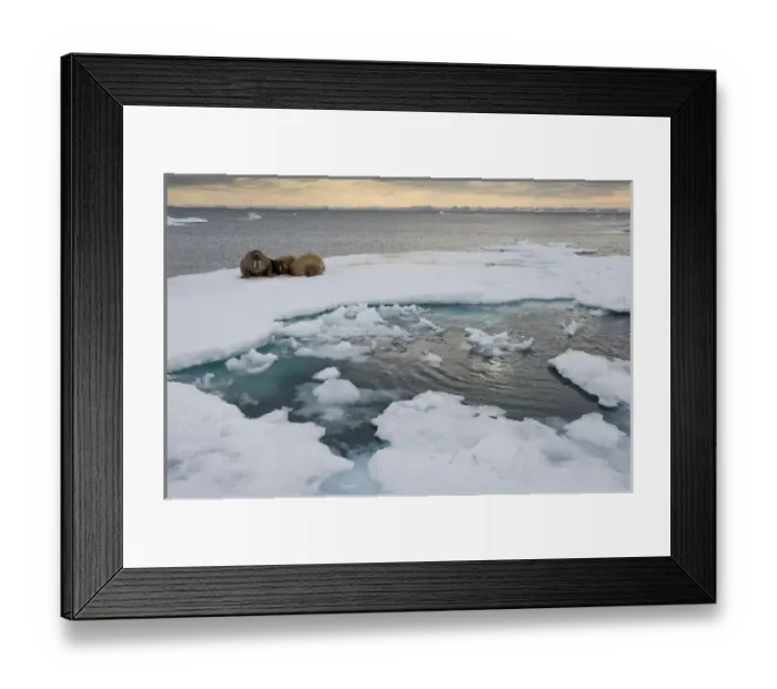 Framed Print : Norway, Svalbard, Edgeoya Island, Walrus (Odobenus rosmarus) on sea ice Framed Print : Norway, Svalbard, Edgeoya Island, Walrus (Odobenus rosmarus) on sea ice