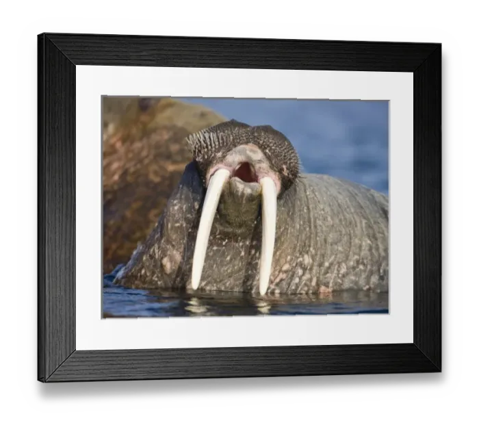 Framed Print : Norway, Svalbard, Tiholmane Islands, Walrus (Odobenus rosmarus) yawns while wading Framed Print : Norway, Svalbard, Tiholmane Islands, Walrus (Odobenus rosmarus) yawns while wading