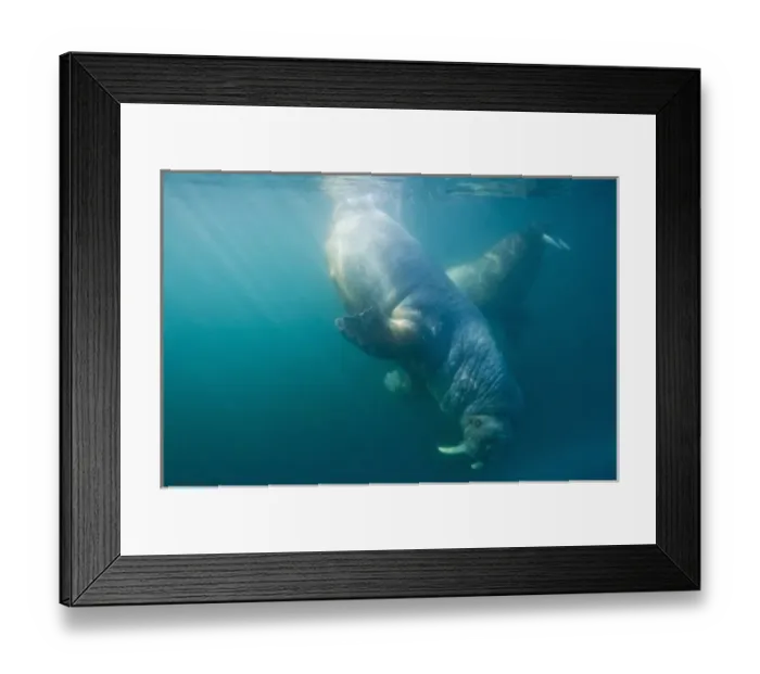 Framed Print : Norway, Svalbard, Tiholmane Islands, Underwater view of Walrus (Odobenus rosmarus) Framed Print : Norway, Svalbard, Tiholmane Islands, Underwater view of Walrus (Odobenus rosmarus)