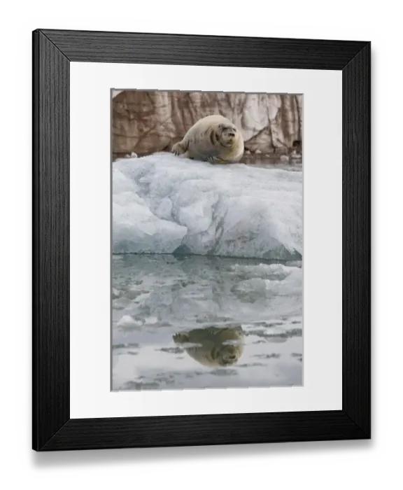 Framed Print : Norway, Svalbard, Spitsbergen, Bearded Seal (Erignathus barbatus) resting on iceberg