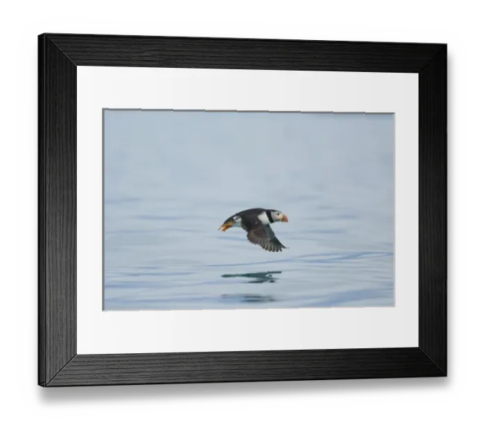 Framed Print : Europe, Norway, VesterAalen. Atlantic Puffin (Fratercula arctica) Framed Print : Europe, Norway, VesterAalen. Atlantic Puffin (Fratercula arctica)