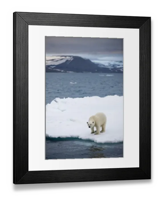 Framed Print : Norway, Svalbard, Polar Bear (Ursus maritimus) standing on melting iceberg near Half Framed Print : Norway, Svalbard, Polar Bear (Ursus maritimus) standing on melting iceberg near Half