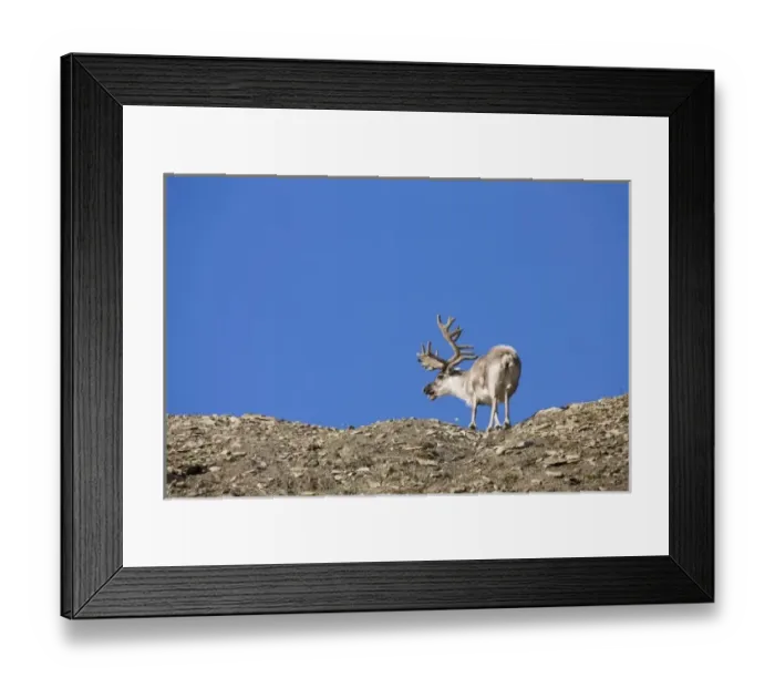 Framed Print : Norway, Svalbard, Edgeoya Island, Reindeer (Rangifer tarandus) feeding on lichens