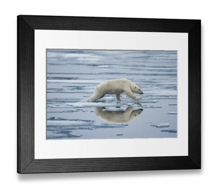 Framed Print : Norway, Svalbard, Nordaustlandet, Polar Bear (Ursus maritimus) leaping across pools Framed Print : Norway, Svalbard, Nordaustlandet, Polar Bear (Ursus maritimus) leaping across pools