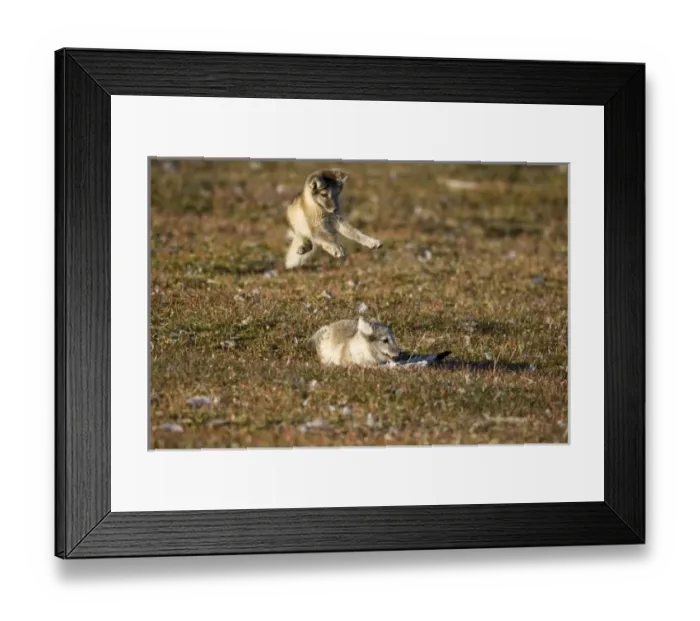 Framed Print : Norway, Svalbard, Edgeoya Island, Arctic Fox (Vulpes lagopus) Kit leaping on another