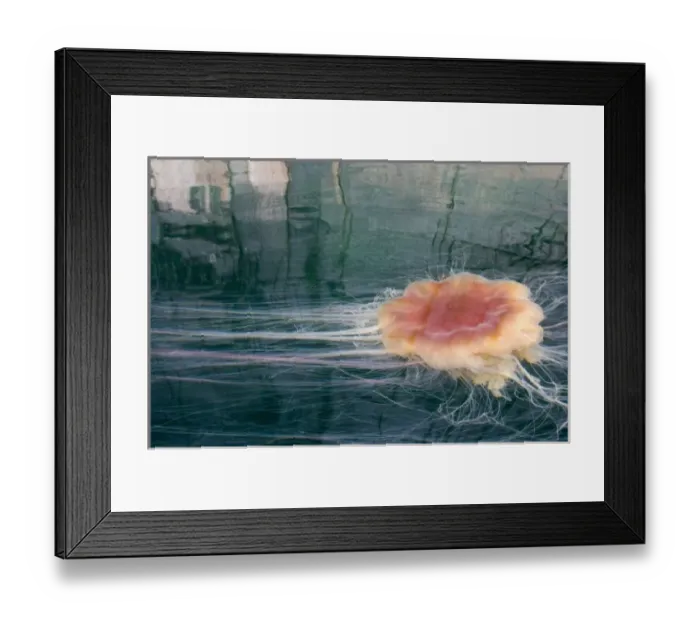 Framed Print : Europe, Norway, Lofoten. Gigantic Jelly fish in the clear waters of Trollfjorden
